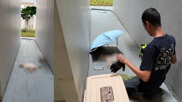 贵宾犬倒卧组屋底层 救治无效几小时后断气