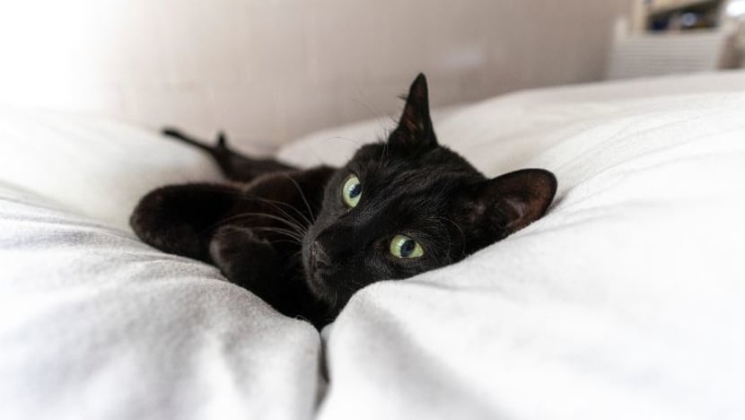 AVS minta pandangan orang ramai berhubung rangka kerja kebajikan, pemeliharaan kucing di flat HDB