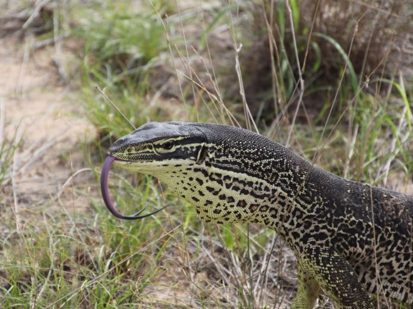 A 'trained' floodplain monitor lizard in the Kimberly region of Western Australia. Photo: AFP