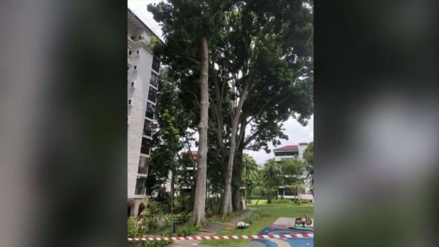 公寓管委会欲砍掉35年老树 牡丹园住户表不满