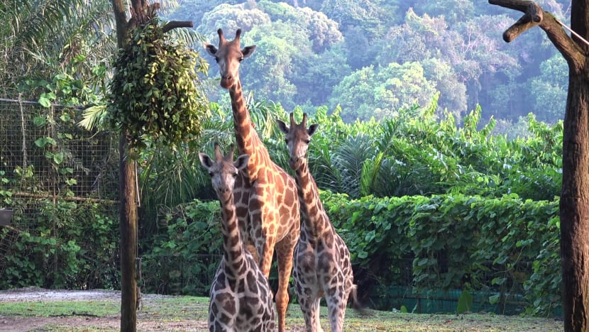 2 giraffes make public debut at Singapore Zoo after nine-day journey from India 2 giraffes make public debut at Singapore Zoo after nine-day journey from India