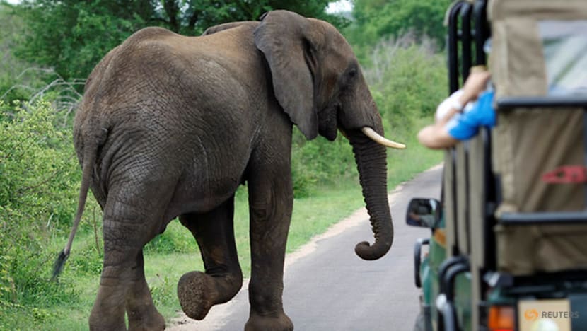 Lelaki 69 tahun cedera parah dipijak gajah