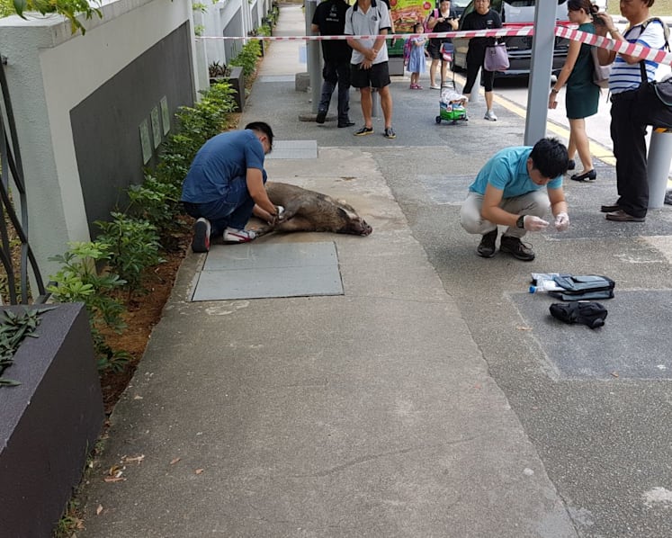 Man suffers cuts to legs after wild boar attack near Hillview condominium