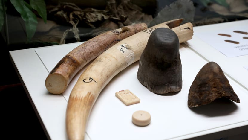 S’pore proposing harsher penalties for illegal trade in endangered wildlife; holding public consultation