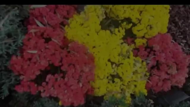 【鲜新闻-银奖】天生我材必有用 特殊才艺迎春天   