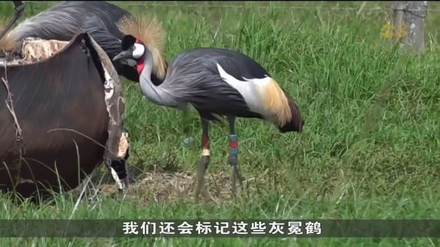 肯尼亚当局加紧实施保育措施 避免灰冕鹤走向灭绝