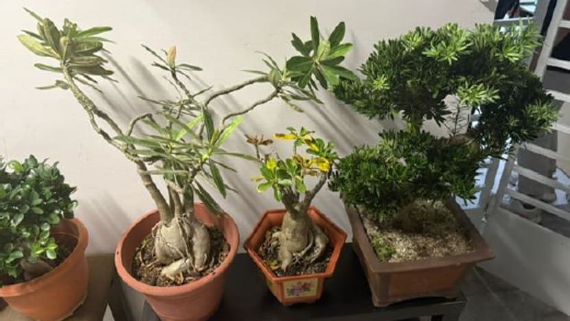 Man allegedly stole plants worth more than S$1,400 from Yishun block