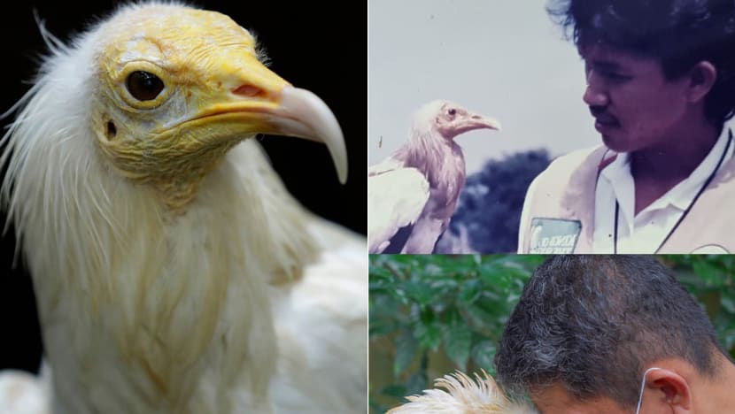 60-year-old Egyptian vulture Rod, oldest bird at Jurong Bird Park, put down ‘on welfare grounds’