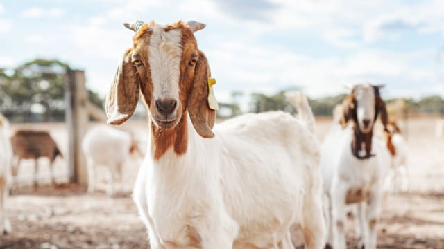 “GOAT（史上最棒）”登美大学2023年封杀字词榜首