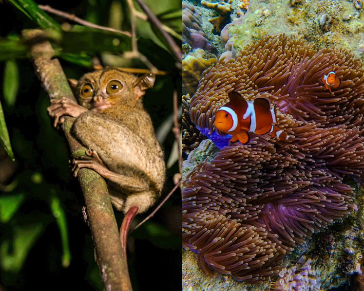 Snorkel, island-hop and spot tarsiers in Belitung, one of Indonesia’s best-kept island secrets