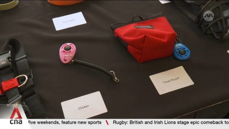 Dog owners, trainers could need a licence to use some animal training devices
