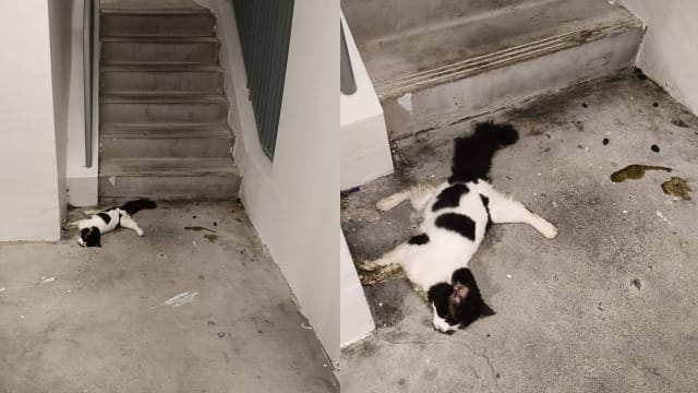 义顺再有猫疑遭虐死 公园局展开调查