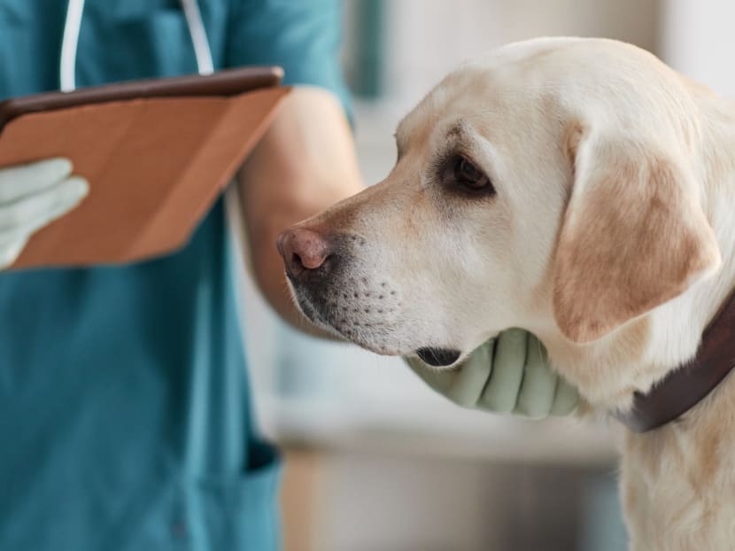 A stock photo of a veterinarian examining a white labrador dog at a clinic. A stock photo of a veterinarian examining a white labrador dog at a clinic.