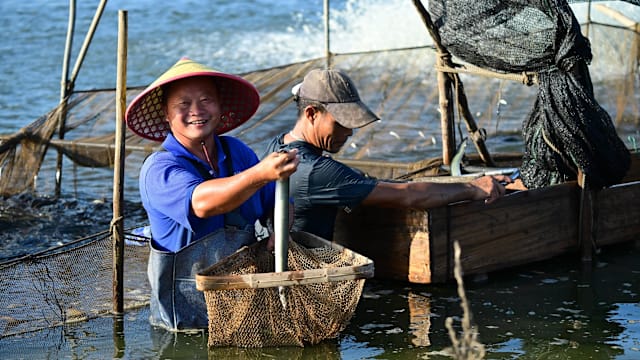 顺德鲜活鳗鱼带你实现“鳗鱼自由”！