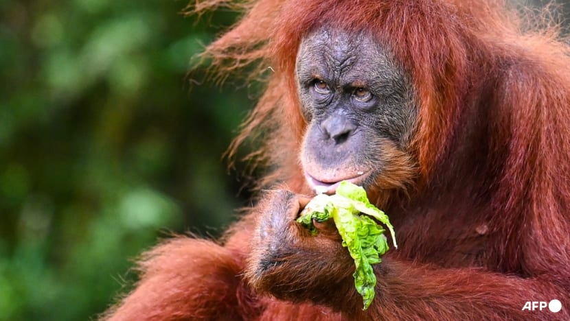 Commentary: Malaysia’s 'orangutan diplomacy' plan is attracting criticism before it starts Commentary: Malaysia’s 'orangutan diplomacy' plan is attracting criticism before it starts