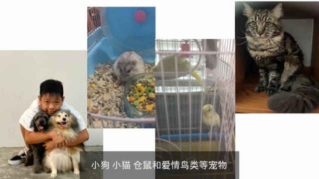  【鲜新闻-优秀奖】疫情催生宠物热 更多中学生想饲养宠物