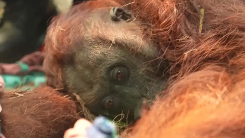 Kebakaran hutan ancam habitat orang utan di Kalimantan