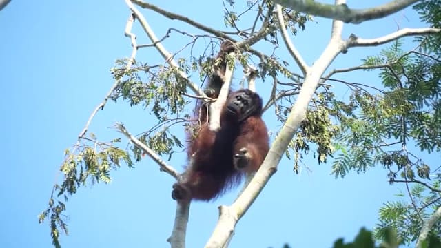 印尼野火肆虐西加里曼丹 护林员冒浓烟救濒危红毛猩猩