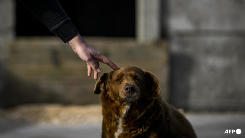 Guinness World Records annuls 'oldest dog ever' title for Bobi after an inquiry