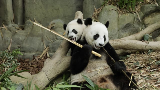 每周精选：凯凯嘉嘉将多留五年 公众：很开心能继续见到大熊猫家庭