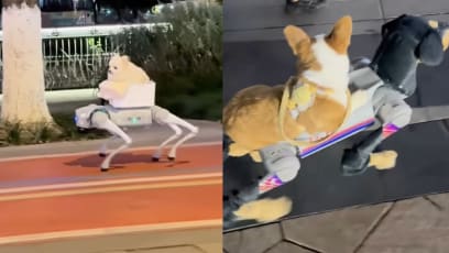 Pet Pooch Ferried Around By Robot Dog: “Is This The Future Of Dog-Walking?” Netizens Ask