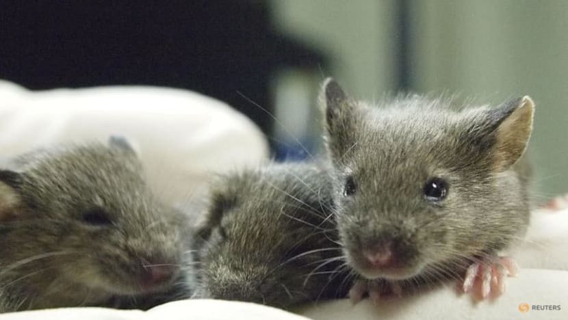 Mouse study shows repeated cloning causes grave genetic mutations