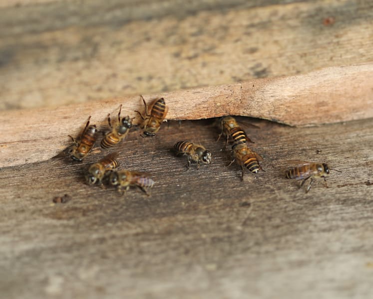 Beekeeper petitioning for bees to be protected by law, but some say suggestion may not be practical