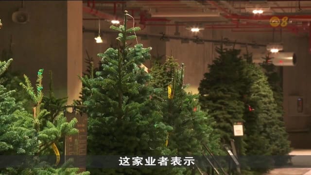 本地圣诞树销量旺 花圃推出迷你款和手机应用推高买气