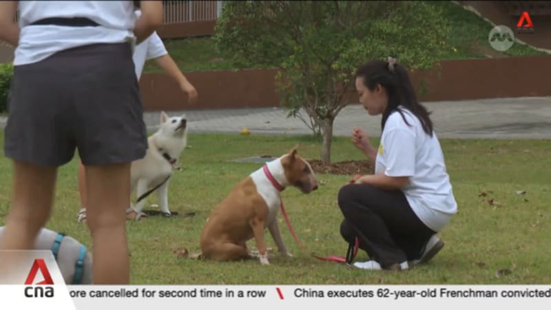 Cat and dog breeders see demand rise by up to 30% since 2019