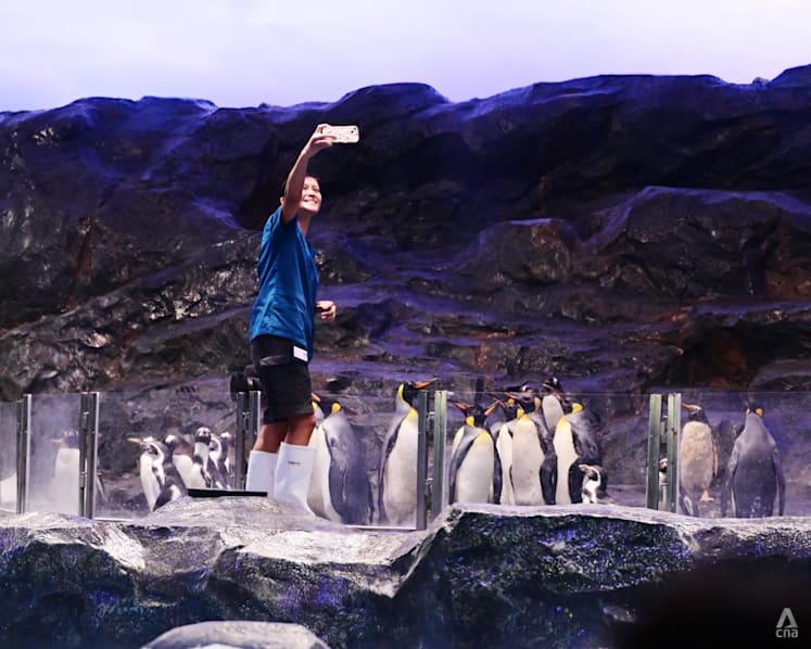 Penguins complete move to Bird Paradise; new habitat features southern lights, deeper tanks
