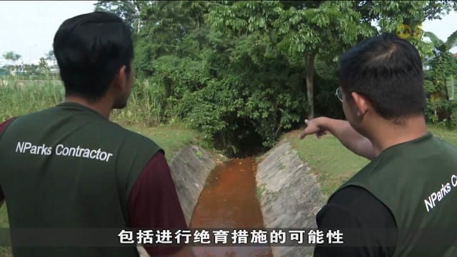 水獭闯伦多和美华住宅区 公园局：已在社区加强巡逻