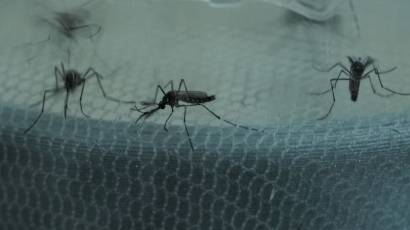 Inside Project Wolbachia