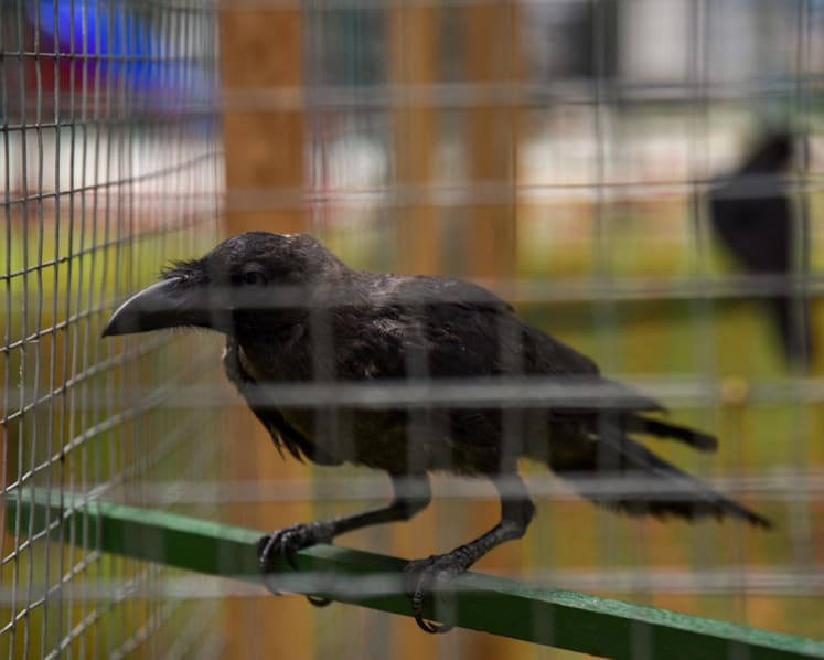 Crow shooting to resume in Singapore as attacks swell