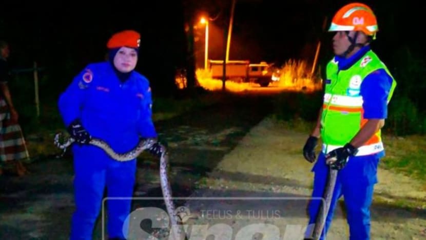 Ular sawa belit ‘mangsa’ dalam reban; APM segera bertindak Ular sawa belit ‘mangsa’ dalam reban; APM segera bertindak