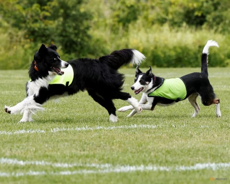 No wild goose chase: Two dogs keep birds off World Cup training pitch in Toronto