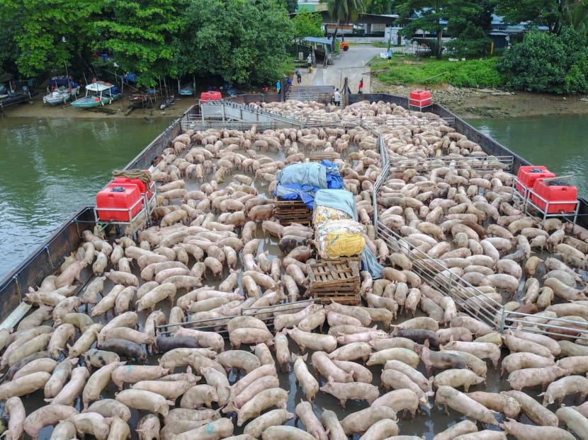 A file photo of pigs arriving from Pulau Bulan, Indonesia in May 2017.
