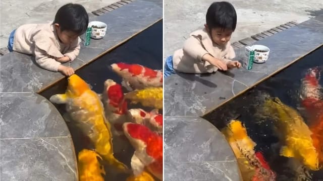 惊见女童喂食的肥壮锦鲤 网调侃：这是猪吗？