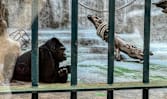 FOKUS: Sepi di mata Bua Noi, gorila yang 40 tahun dikurung dalam mal Bangkok