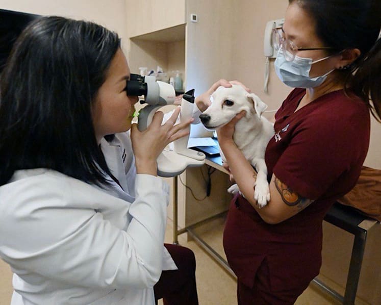 Meet the animal eye doctor who has restored sight to dogs, cats, an eagle, a lion cub, even a lizard