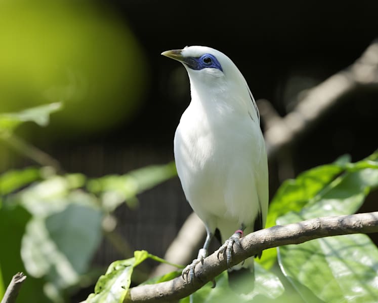 Rare Asian birds at Jurong Bird Park’s Wings of Asia aviary