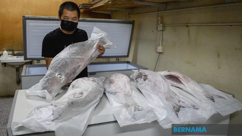 Bukan siakap tapi ikan ini paling mahal di M'sia