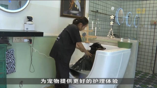 宠物主人佳节期间为宠物进行美容 宠物美容院年底预约量增三成