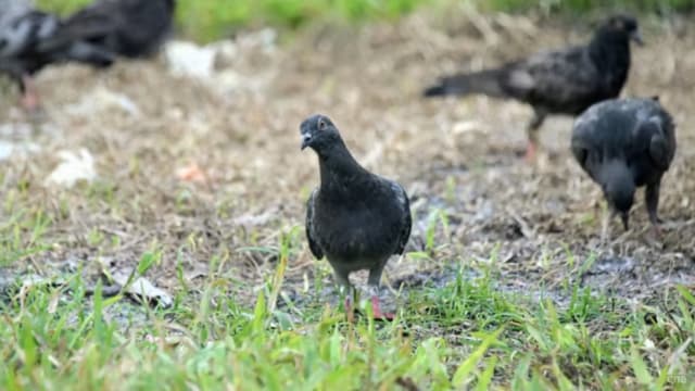 不听劝喂鸟多达16次 屡犯被罚4800元