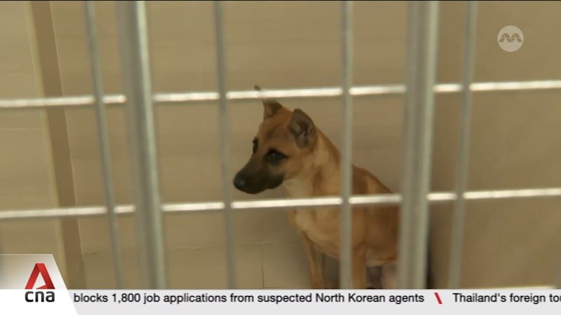 Pet adoptions in Singapore plunge as vet fees soar, lifestyles change
