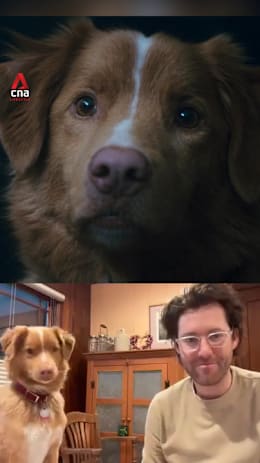 Behind the screams of the movie Good Boy