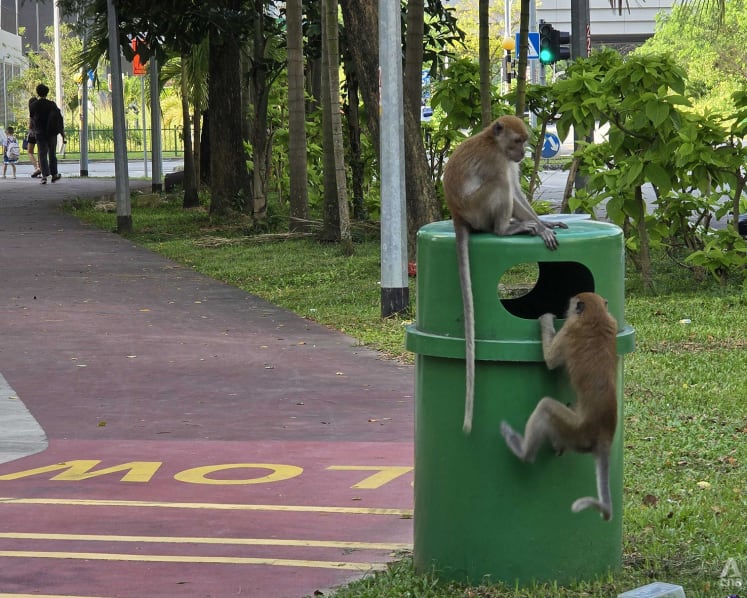 Wild monkeys in Punggol: The actions of one resident can unleash chaos on a whole block, say experts