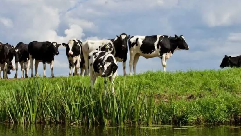  Malaysia kenakan sekatan import lembu hidup dari Australia ekoran penularan kes penyakit kulit