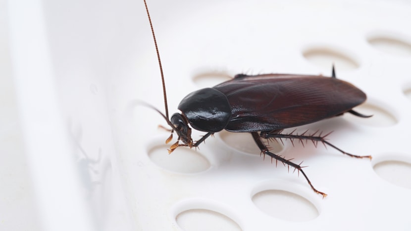 Bubble Tea-இல் கரப்பான்பூச்சி! அனைத்துக் கடைகளும் மூடப்பட்டன