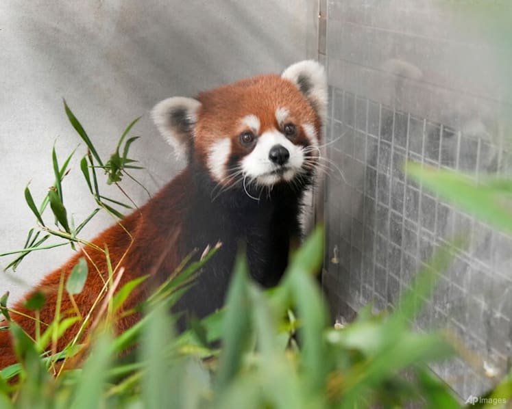 Taipei Zoo welcomes a pair of red pandas from China, first in over a decade