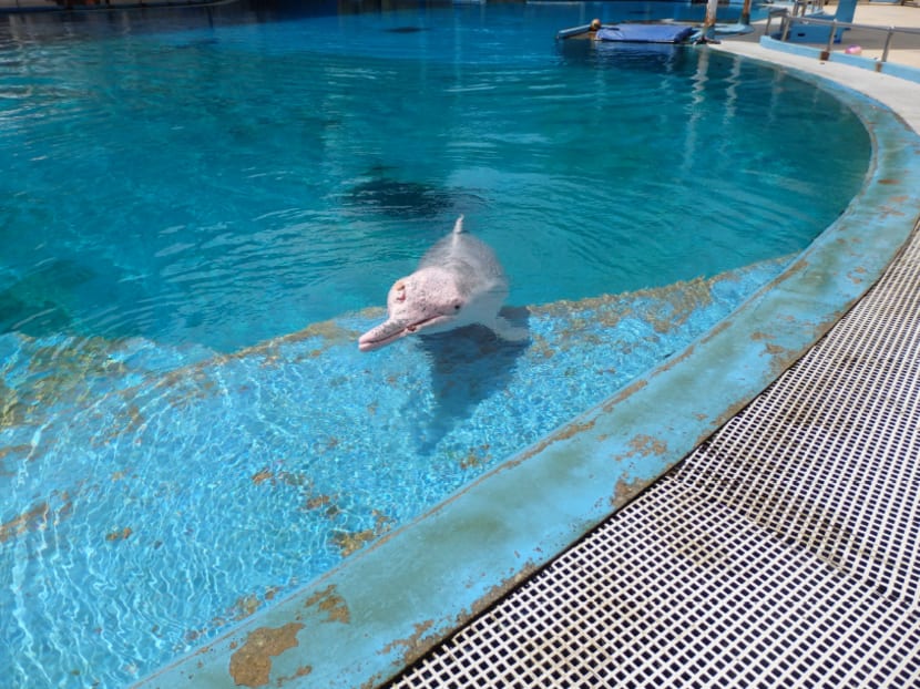 Underwater World Singapore criticised for ‘sub-standard’ animal living conditions